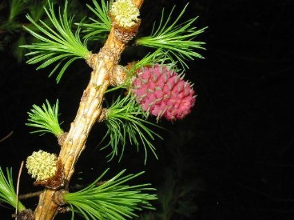 3.500 Samen Europäische Lärche (Larix decidua) (Heimischer Baum - Winterhart) Auch Bonsai geeignet<