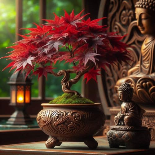 Image of Dwarf Redleaf Maple Tree Seeds - 50+ Seeds - Grow Indoor & Outdoor - All Seasons - Japan and Korea Origin