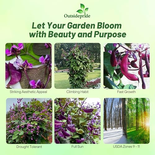 Image of Outsidepride Red Lablab Hyacinth Bean Vine Seeds - 200 Pcs Perennial, Fast Growing Vegetable Seeds for Planting with Fragrant Foliage for Garden & Edible Flower and Pods for Culinary Uses (Pack of 3)