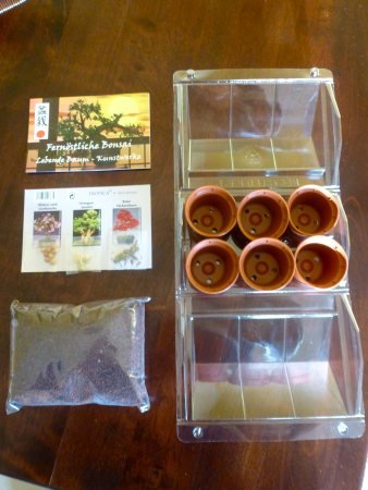 Mini serra per bonsai - estremo oriente- con semi di ciliegio, murraya paniculata e acero palmato - Image 4