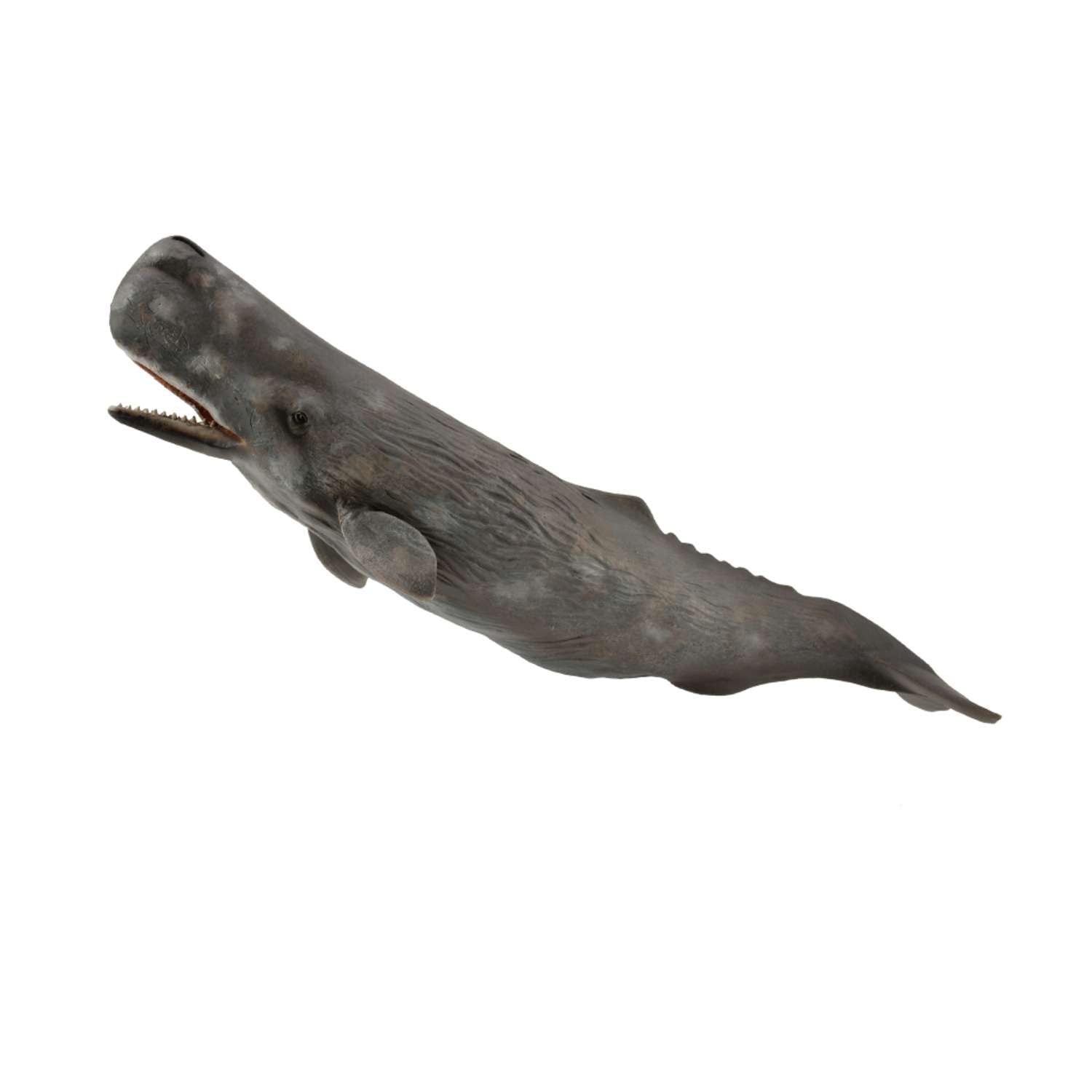 Amazon.co.jp: マッコウクジラ 88835 : おもちゃ