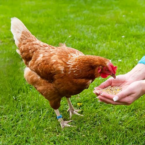 100 peças de faixas de perna de aves, anéis de perna de frango, faixas de perna de pato com 5 cores,