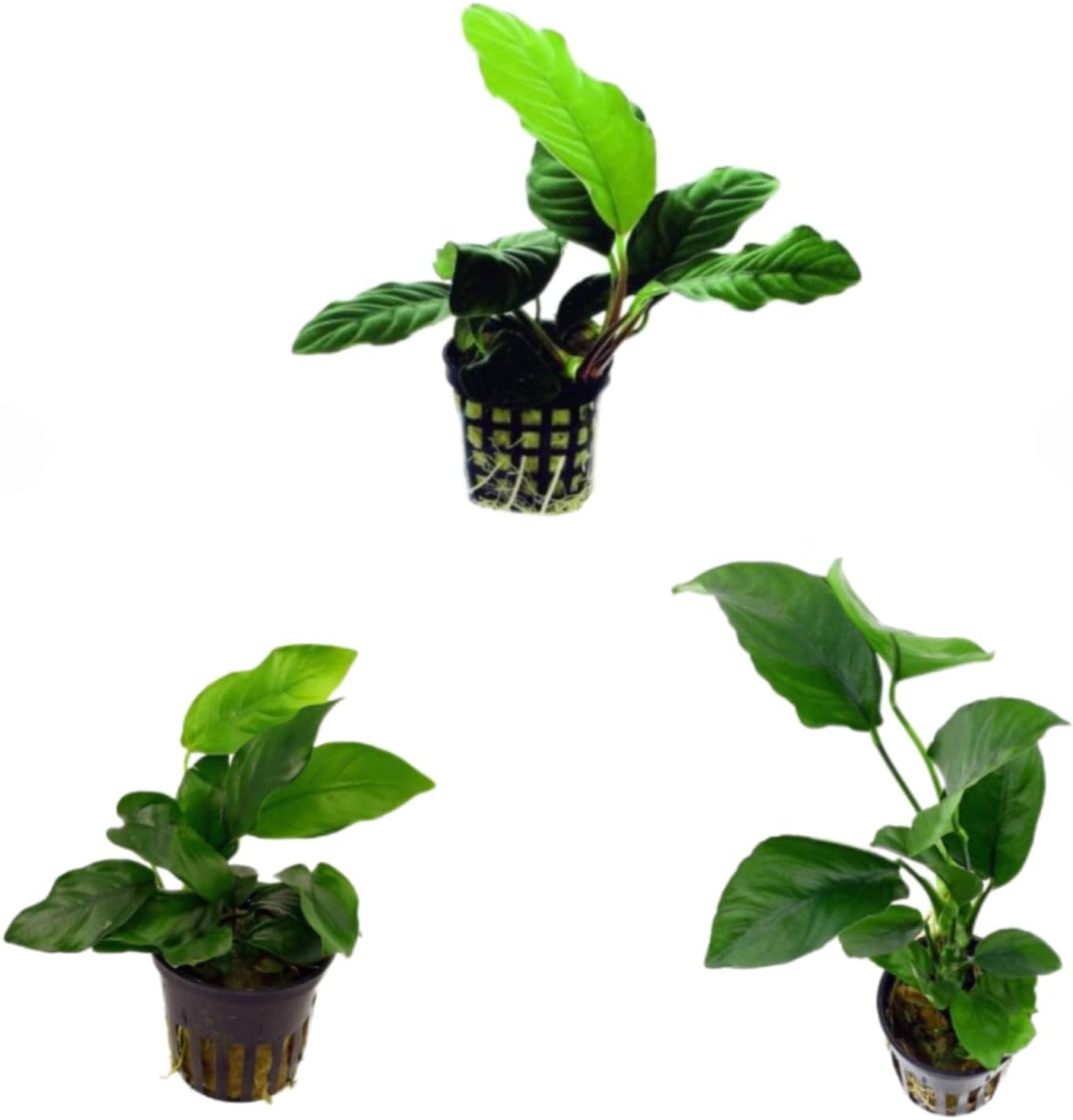 Potted Anubias Bundle - 3 Species - Barteri, Coffeefolia, Nana - Easy Aquarium Plants