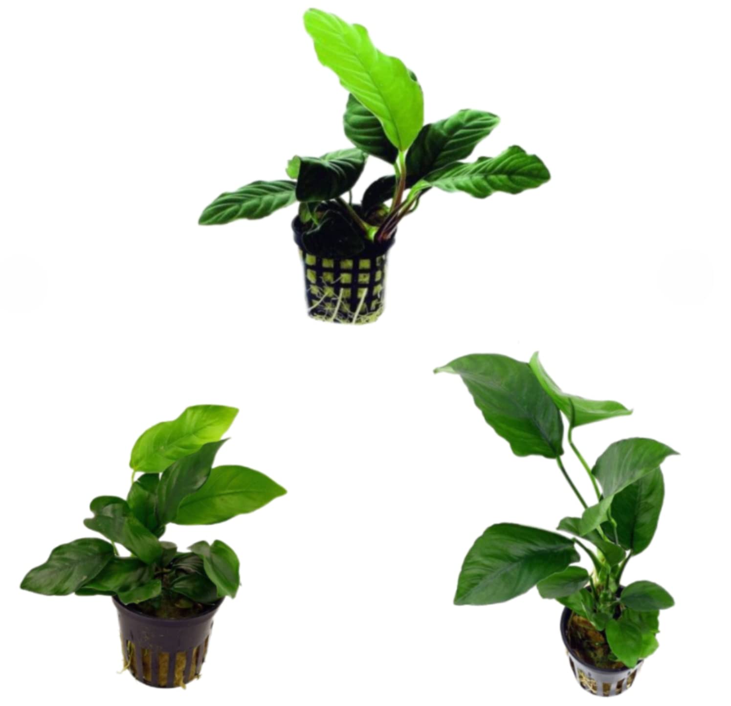 Potted Anubias Bundle 3 Species