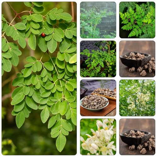 moringa perennes resistentes semillas de silvestres en perennes resistentes semillas orgánicas de cocina trepadoras decorativas jardín 30pcs