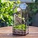 NCYP Glass Geometric Plant Terrarium with Door for Succulent Plants, Cacti - 5.5