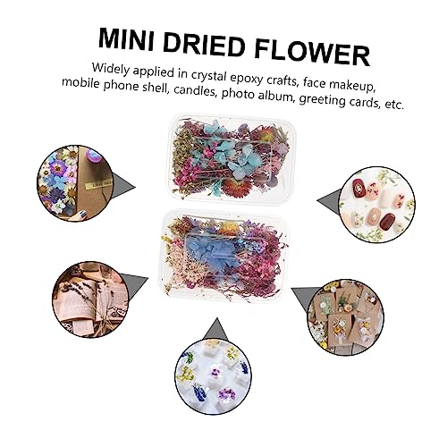 Mini flores secas variadas prensadas naturales para manualidades miniatura 5