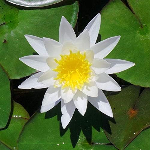 Tropical Pond Lily Bulb Fast Growing - pack of 2 | Premium Quality, Water Lily-image-29