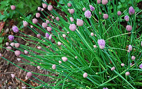 Chives Allium Schoenoprasum Wild Onion Wild Garlic Herb Garden Seeds For Planting About 100 Seeds #TOP4
