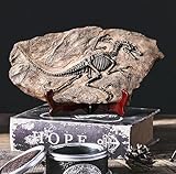 LAGOM HOUSE Dinosaur Fossil Resin Dinosaur Skeleton Model Skull Statue Bones Figurines T rex Tyrannosaurus Skull Replica Fossils | Dinosaur Decor for Bookshelf Desktop Shelf Display 13x 7in