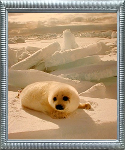 Impact Posters Gallery Cute Harp Seal in Snow Wild Animal Silver Art Print Framed Wall Decor Picture