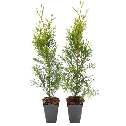2 Emerald Green Arborvitae Saplings in 3.5” Cubes | Live Evergreen Privacy Hedge Tree | Upright Compact Form, Fast-Growing, Cold-Hardy Plant for Screens & Landscaping (Thuja occidentalis 'Smaragd')