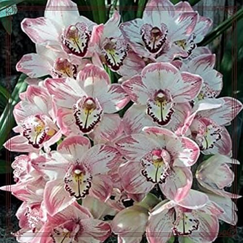 Cymbidium - Orquídea de cuidado fácil, ideal para interiores, rizomas de Cymbidium, momentos de felicidad, dureza de invierno salvaje, alta calidad, orquídeas colibrí, 15 cebollas-D