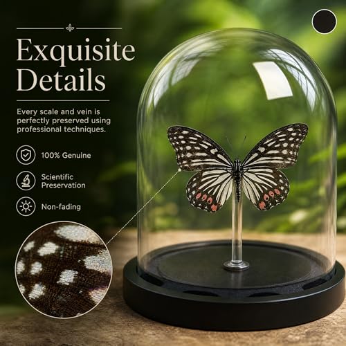 Real Taxidermy Butterfly Specimen hestina assimilis Shadow Box, Butterfly Gifts for Women Girls with Glass Cover, Butterfly Decor for Bedroom Office Living Room Desk — view 5