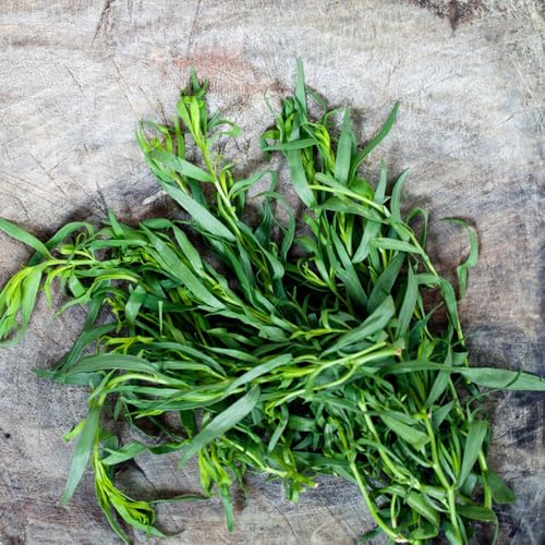 semi di dragoncello, rustici, biologici, varietà antiche freschi di dragoncello di invernali, 200pcs