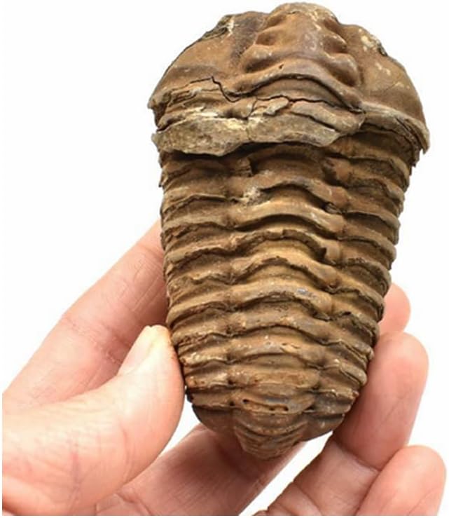 Acxico 1Pcs Flexicalymene Moroccan Trilobites Fossil 4-5.5cm- Morocco