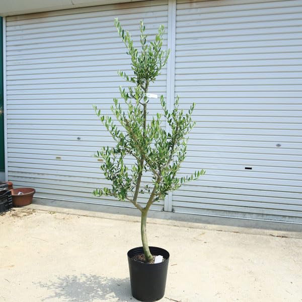 Amazon.co.jp: 特選庭木・植木：オリーブ（ルッカ）太幹 安心の9