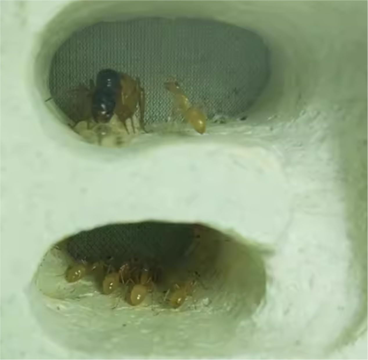 Formicarium Hormiga Experimento Científico De Granja De Nidos De Hormigas Nido De Insectos De Formicario para Herramientas De Educación Científica Granja Hormigas(Bruin)