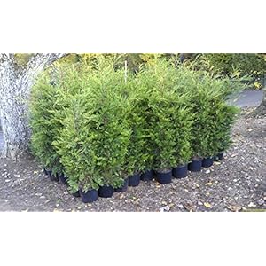 20 Ginepro bonsai semi di fiori in vaso bonsai ufficio purificare l’aria assorbono i gas nocivi semi Cypress: Only Seeds