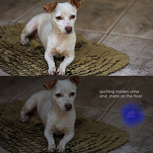 Ar Happy Online Uv Flashlight, Uv Light Flashlight Black Light, Zoomable 365Nm Uv Blacklight Led Flashlight Detector For Pets Urine And Stains, Resin Curing, Bed Bugs And Scorpions (2 Pack) #TOP7