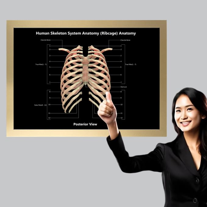 Image of Taanfu Body Educational Learning Anatomy Posters ，Skeleton System Art Intestinal Skeleton Anatomy Art Poster Digestive System Organs Illustration Small Intestine Physiology Anatomy Wall Art Villi