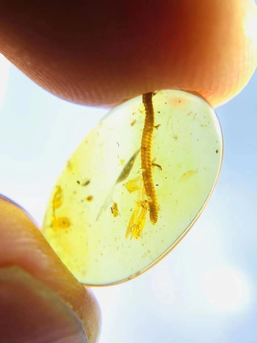 Burmese burmite Cretaceous Beautiful Millipede Insect Fossil Amber Myanmar