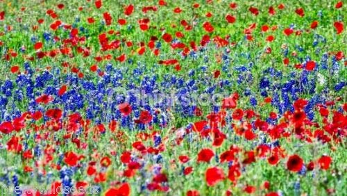 Risala Poppy & Blue Lupin Meadow Grass Seeds 8 Species Pasture 20g to 20Kg Wholesale (5kg)