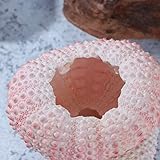 seeigel sushi Hergestellt aus hochwertigem Ausgangsmaterial, praktisch und einzigartig.