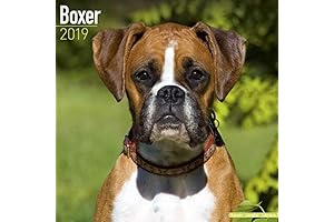 The Dog Lover's Essential: Boxer Dog Wall Calendar 2024