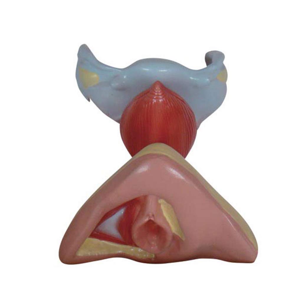 sjdoPulse Uterus Anatomical Model - Female Reproductive System Model Ovarian Model Vagina Model Advanced Uterus Structure Anatomy - for Medical Educational Training Aid (A)