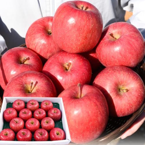 [北陵] 令和8年産 樹上完熟りんご サンふじ 5kg 14-18玉 特秀品 山形県産[2026年12月上旬頃から下旬頃発送予定]
