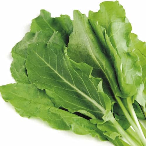 3000 French Sorrel Seeds For Planting - Rau Chua- Organic Spinach Dock Narrow-Leaved Dock Seeds Lettuce Herb Vegetable (Rumex Acetosa) Common Sorrel Non-Gmo Garden Sorrel Seeds #TOP1