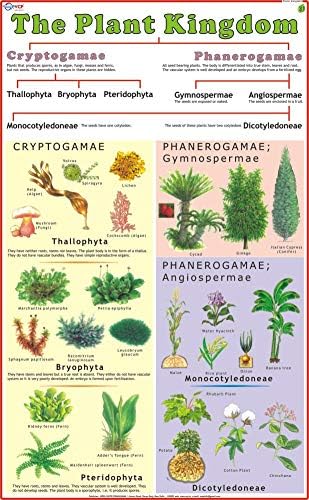 Vidya Chitr Prakashan Plant Kingdom Chart | Laminated Paper | 55 x 90 cm