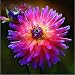 100Pcs Rare Blue and White Point Dahlia Seeds Beautiful Perennial Flowers Plants Dahlia for DIY Home Garden Sementes Bonsai Seeds