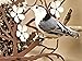 Desert Steel 409-111S - Hanging Bird Seed Cake Feeder - Pear Blossom Flower - (14”L x 7”H x 6”D)