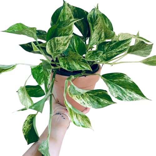Devils Ivy - Pothos Marble Queen Epipremnum aureum Live Plant in 12cm Pot