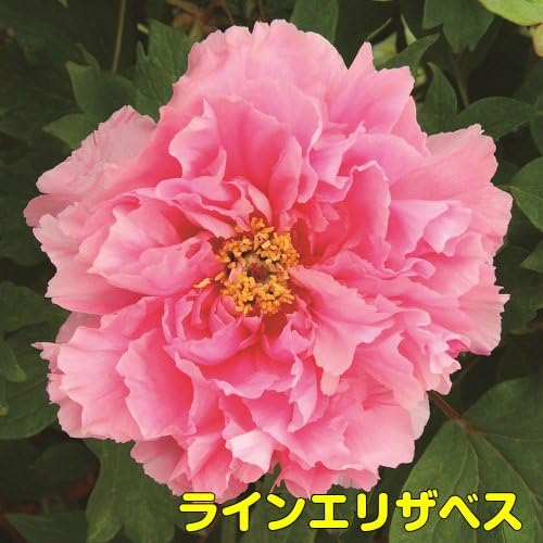 Amazon 2 3年育成の充実株 牡丹 ピンキーコレクション ピンク系でお勧めをご紹介 6号鉢 直径18cm 2 3年物 ラインエリザベス 花