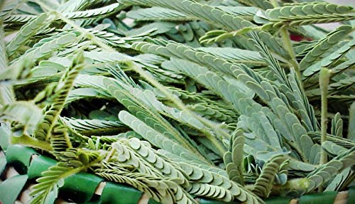 Miniatura 7 de Neotea Arappu  Albizia Amara Polvo (2.2 lbs)