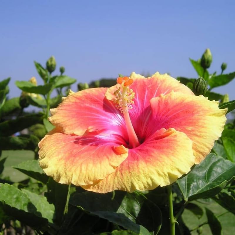 Hibiscus Plants, Hibiscus Tree Live Plant,