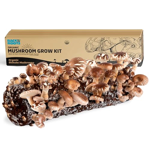 Back to the Roots Organic Shiitake Mushroom Kit; Great Gift; Easy for Beginners For Indoor Growing (Start Growing Right Away)