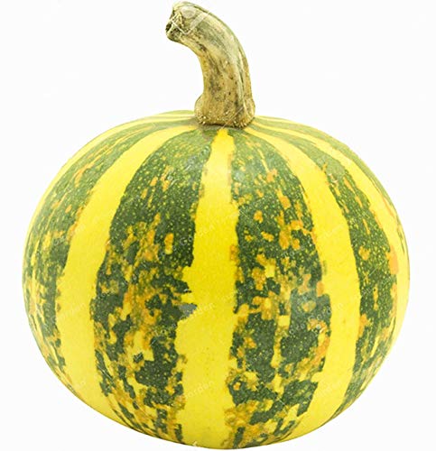 Pinkdose 10 Pcs/Bag Pumpkin Bonsai Organic Vegetables Nutrient Rich Food Edible Bonsai Seeds For Home Garden Color-3