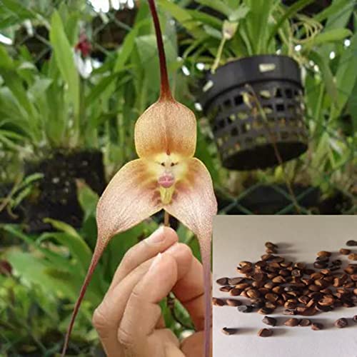 Haloppe 50 Stück Affengesicht Orchideen Blumen Pflanzen Samen für Hausgarten Pflanzen, Orchideensamen Affengesicht Blütenblätter Pflanzen Seltene Topfblumensamen für den Garten – Bild 3