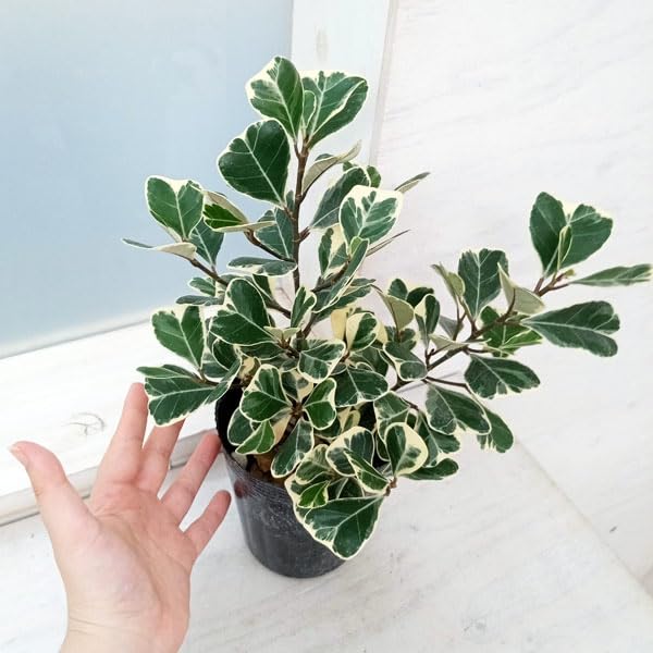 ハートの木　斑入り　フィカス　トライアンギュラリス　観葉植物　園芸観賞　山野草緑 Amazon｜フィカス：トライアンギュラリス（斑入り） 3.5号[斑入りの