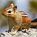 Safari Ltd. Eastern Chipmunk Figurine - Detailed 7