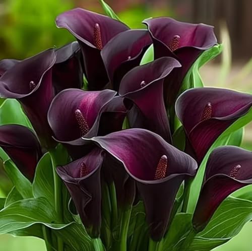 Black Calla Lily Bulbs for Planting Zantedeschia Elegant Dark Purple Blooms Premium Flowering Bulbs for Garden Patio & Indoor Pots Easy to Grow Summer Bloomers (1 Bulb)