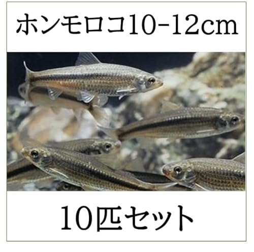 ホンモロコ 本諸子 10-12cm 【10匹セット】 アクアポニックス 淡水魚 飼育 養殖