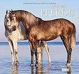  ... geliebte Pferde 2016