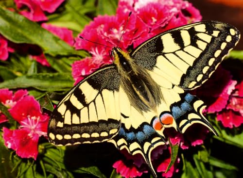 Puzzle 500 pièces : Papillon Ravensburger France - vue 6