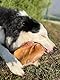 Sam Snack Schweineohren XL Premium Kauohren für Hunde 100% natürlich 3 Stück