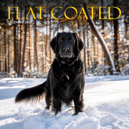 Flat Coated Calendar 2027: Glossy Coats and Friendly Eyes